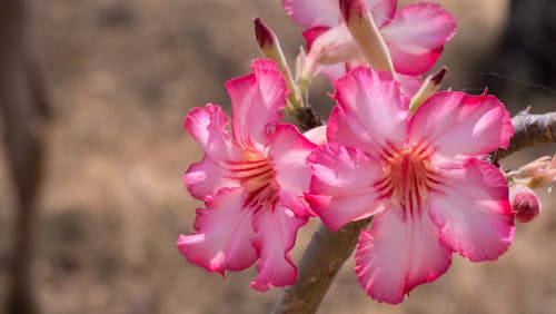 Free stock photo of beautiful flower, pink flower