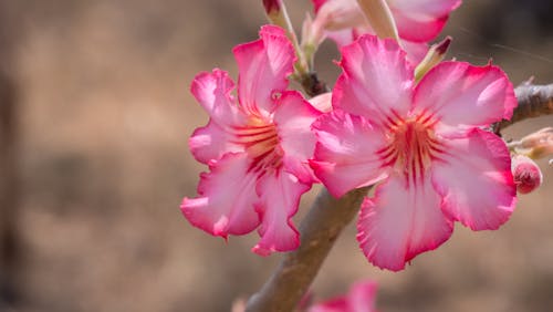 Free stock photo of beautiful flowers, pink flowers