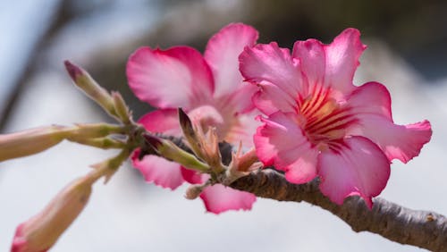 Free stock photo of beautiful flowers, pink flowers