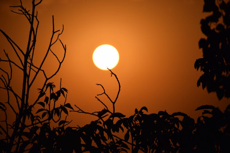 Sun Glowing In Orange Sky And Trees Silhouettes