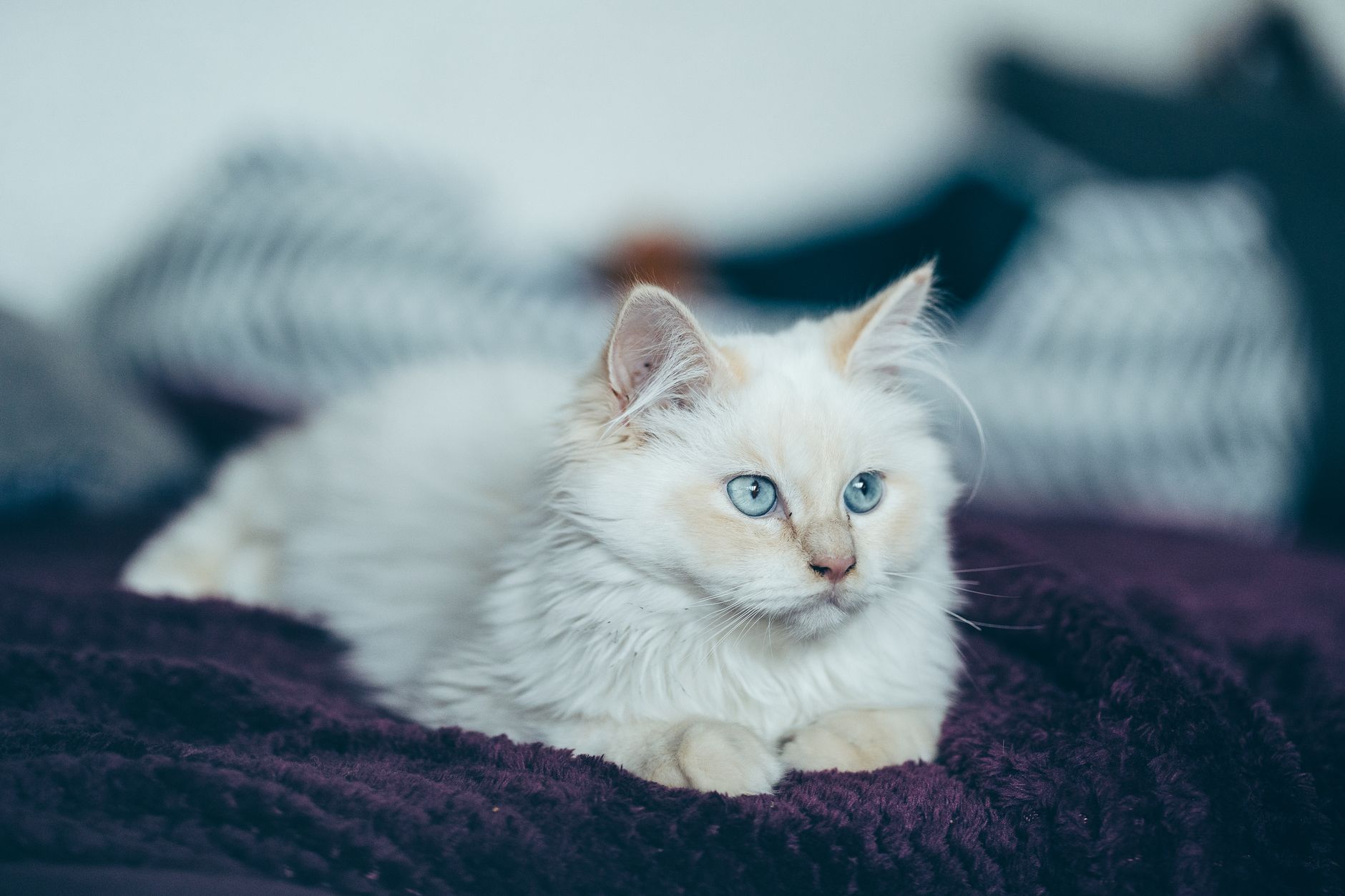 Full length cute fluffy white cat lying on soft comfy bed and looking away attentively
