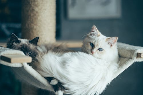 Free Lazy cute cats lying on cat house hammock Stock Photo