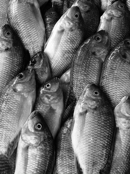 Grayscale Photography of Fishes