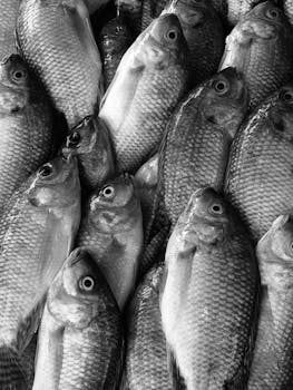Artistic black and white photo of freshwater fish arranged in a textured pattern, ideal for backgrounds.