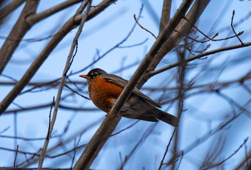 Ilmainen kuvapankkikuva tunnisteilla american robin, kuva alakulmasta, kyyhöttävä