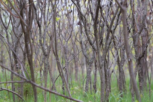 A tranquil springtime forest scene featuring close-up branches.