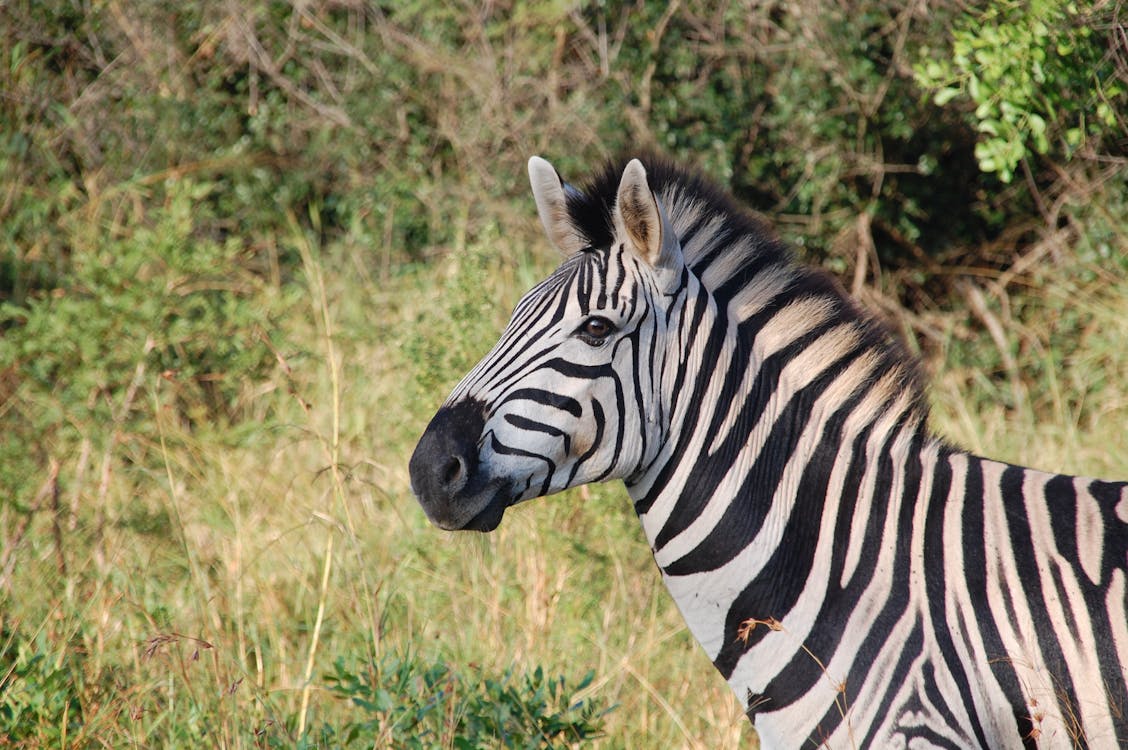 Kostenlos Zebra In Der Nähe Von Grünen Pflanzen Stock-Foto