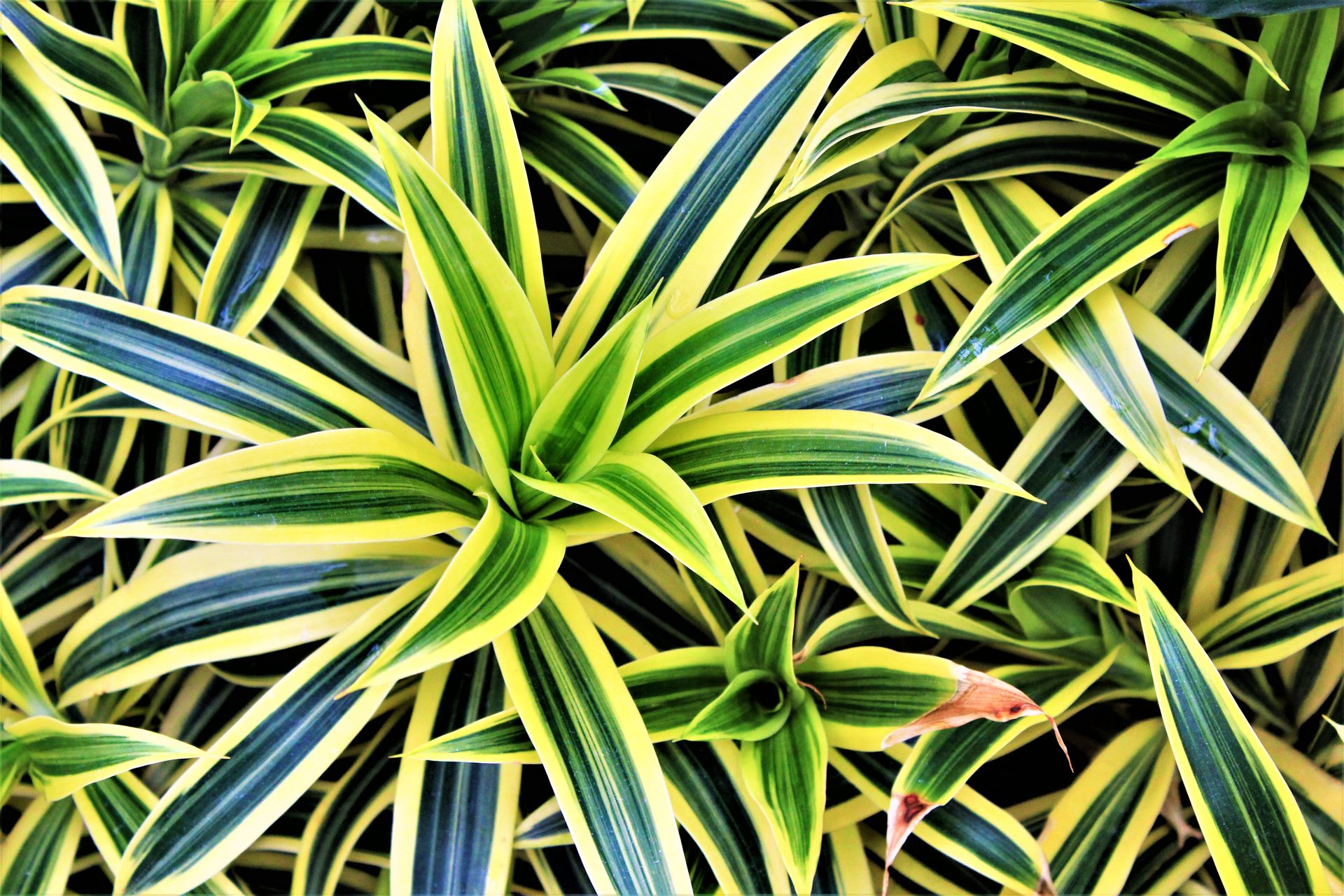 A detailed view of vibrant green and yellow variegated leaves in a lush garden setting.