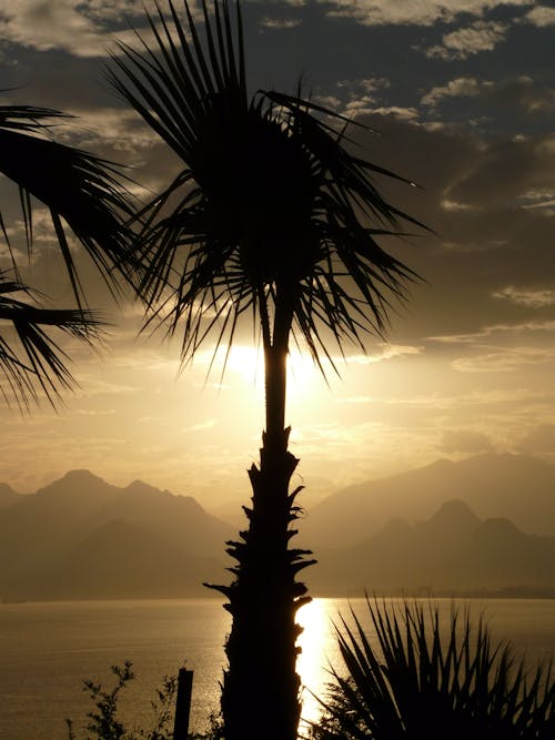 Schattenbildfoto Des Kokosnussbaums Neben Dem Gewässer