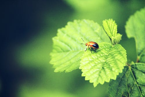 Immagine gratuita di alberi, cimice, coccinella