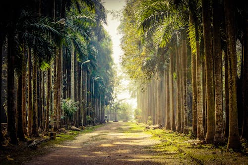 Immagine gratuita di alberi, alberi di cocco, foglie autunnali