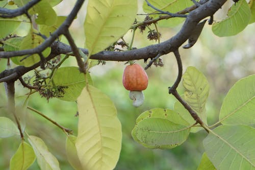 Free stock photo of cashews, fruit, green