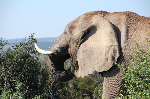 Gratis Elefante Gris Por Los Arbustos En La Cima De La Montaña Durante El Día Foto de stock