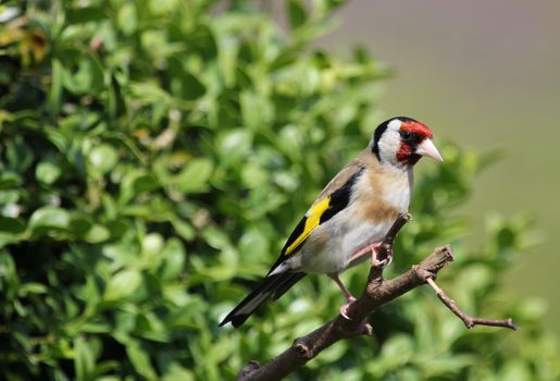 White Brown and Black Feathered Bird