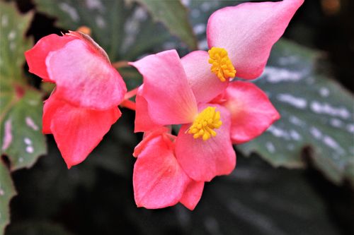 Free Close-up of a pink begonia blossom showcasing vivid petals and yellow stamens in natural setting. Stock Photo