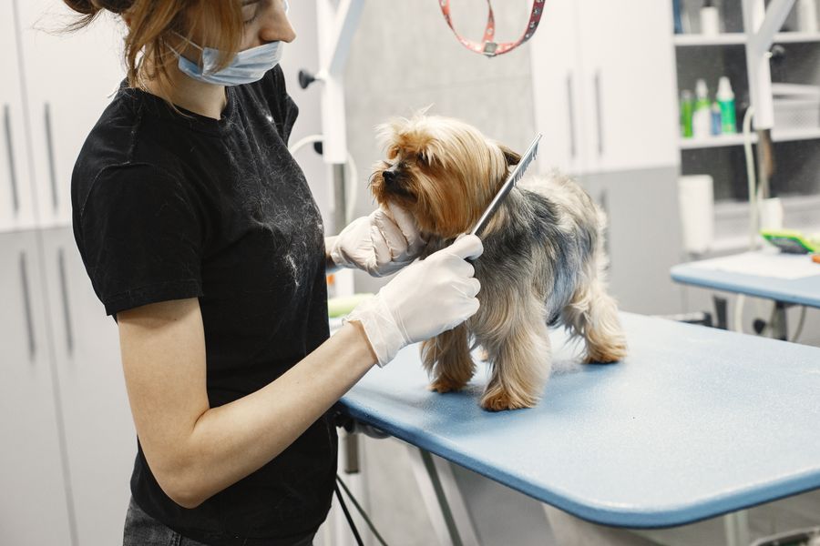 Professional pet groomer caring for a dog
