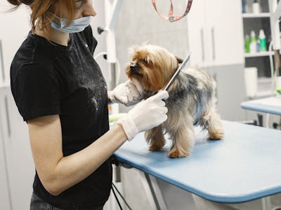 Premium Pet Grooming Salon