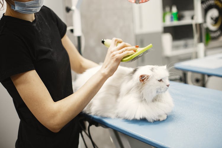 Woman Brushing A White Cat In A Vet Room 