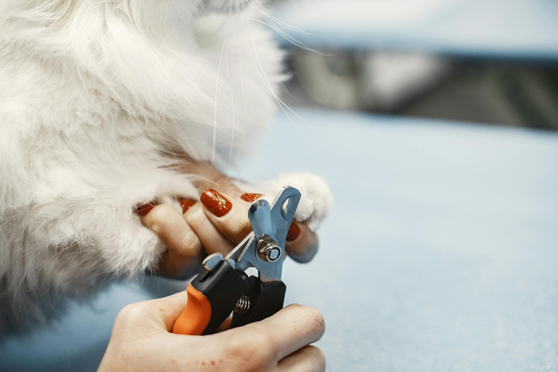 A Person Trimming the Pet Nails