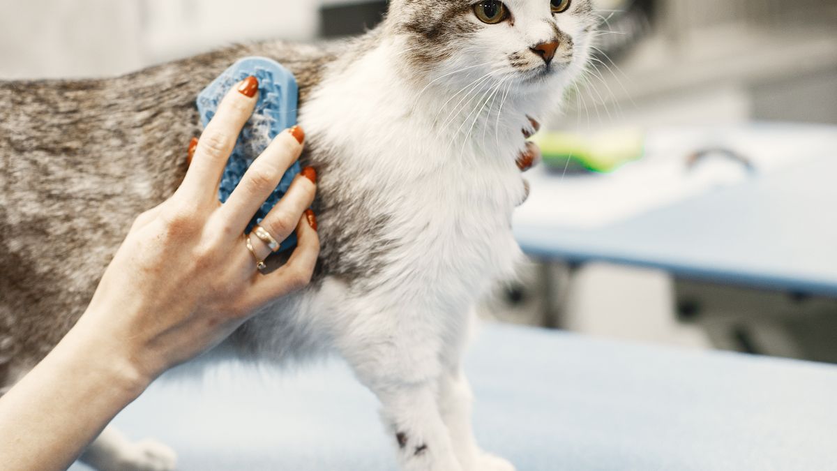 Soins préventifs pour chats - illustration