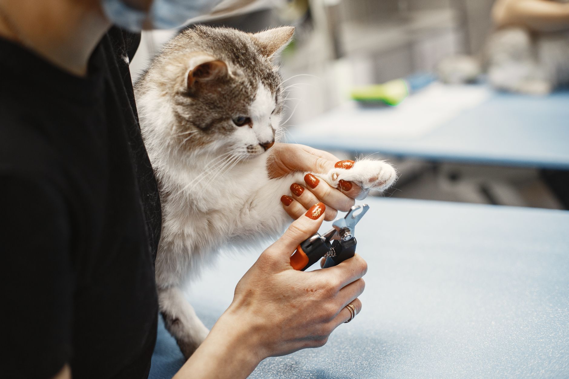 Best Non-Toxic Cat Nail Caps for Safe and Stress-Free Grooming (2026) – Protect Furniture and Paws Without Harm