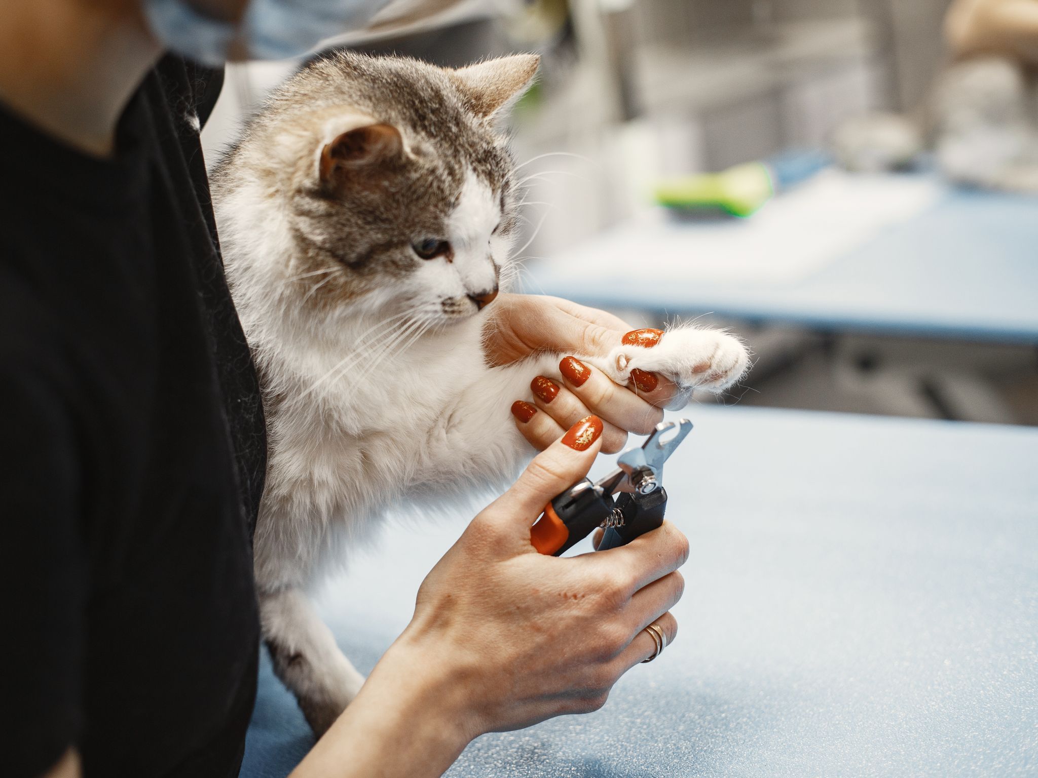 Dog being groomed at a grooming salon