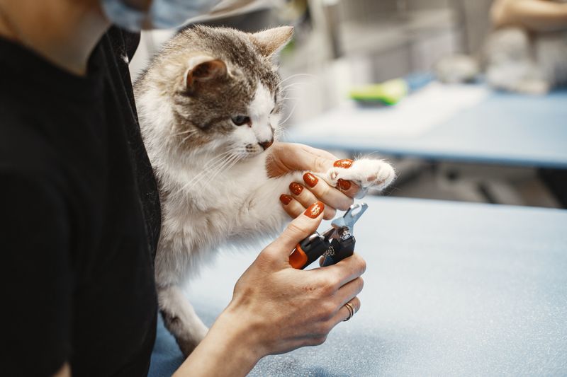 A groomer trimming a cat's nails