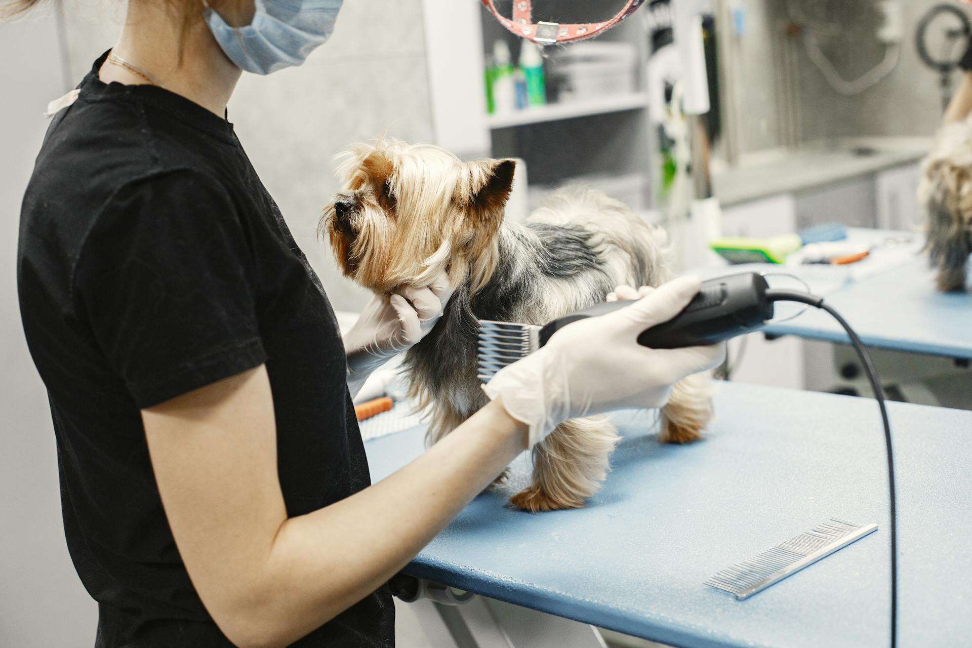 Dog Getting a Haircut at a Groomer