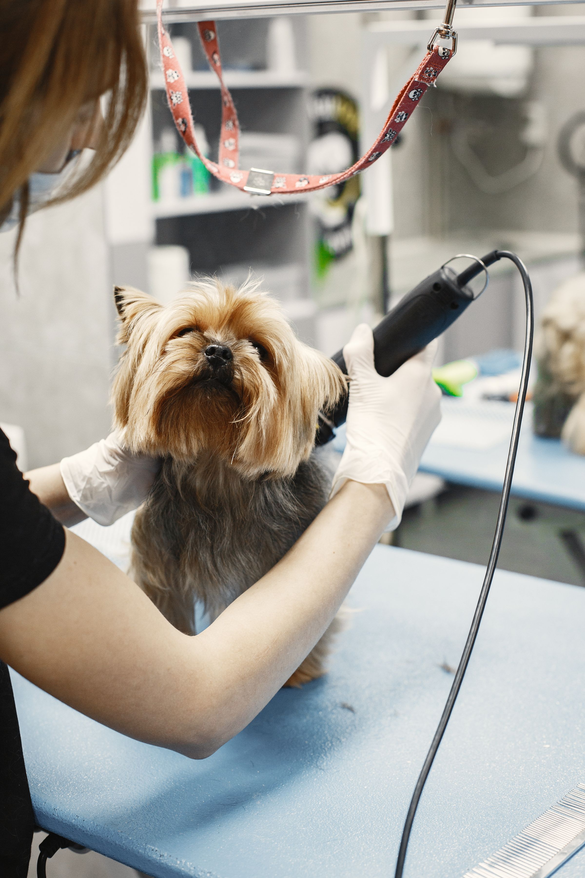 Dog receiving professional grooming and pet care