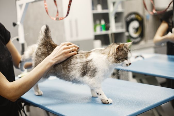 강아지·고양이 첫 동물병원 방문 가이드 — 시기·준비물·물어볼 질문 10가지