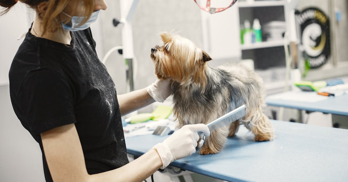 Veterinarian Combing a Small Dog