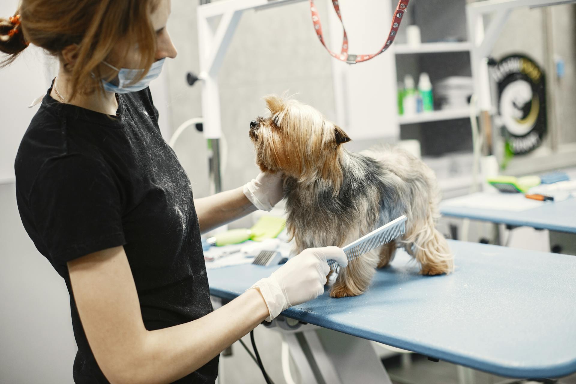 Un vétérinaire peigne un petit chien