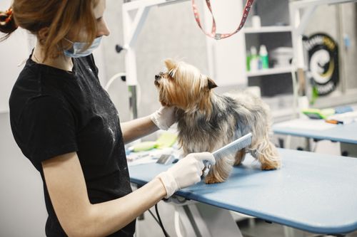 Groomer menyisir anjing kecil di meja grooming