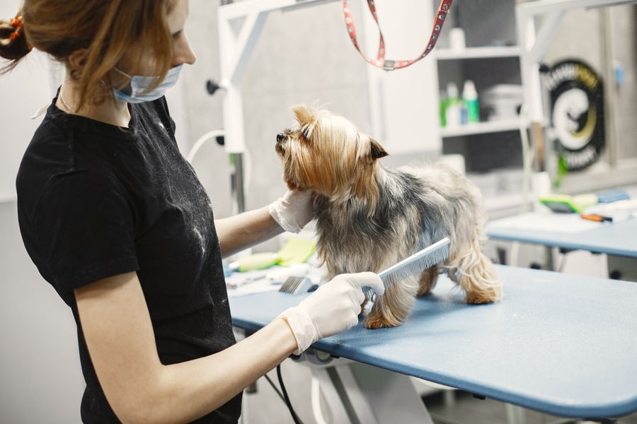 Groomer menyisir anjing kecil di meja grooming