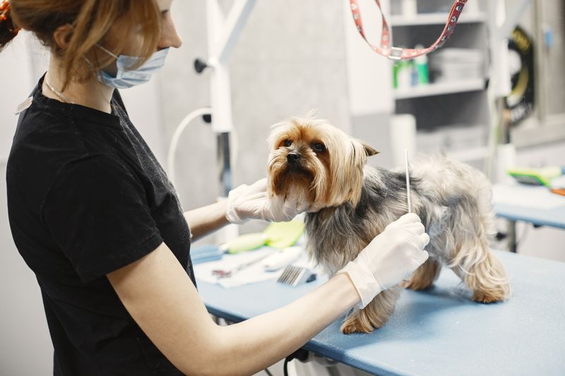 Groomer gently trimming a Yorkshire terrier on a salon table