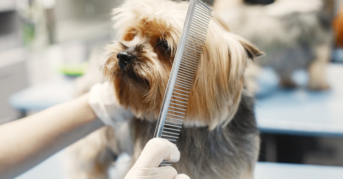 Close-Up Photo of a Dog being Groomed