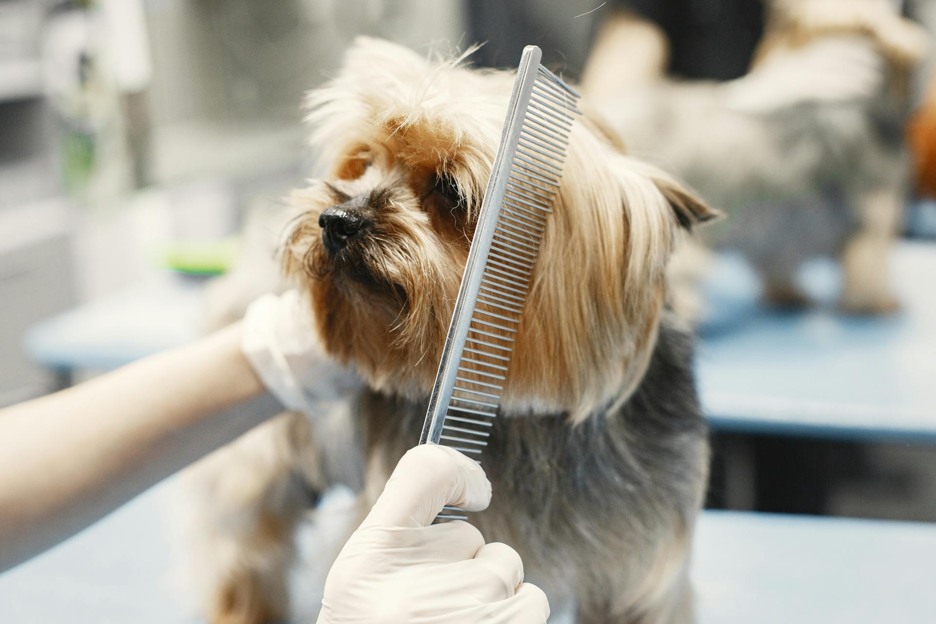 Närbild av en hund som blir groomed