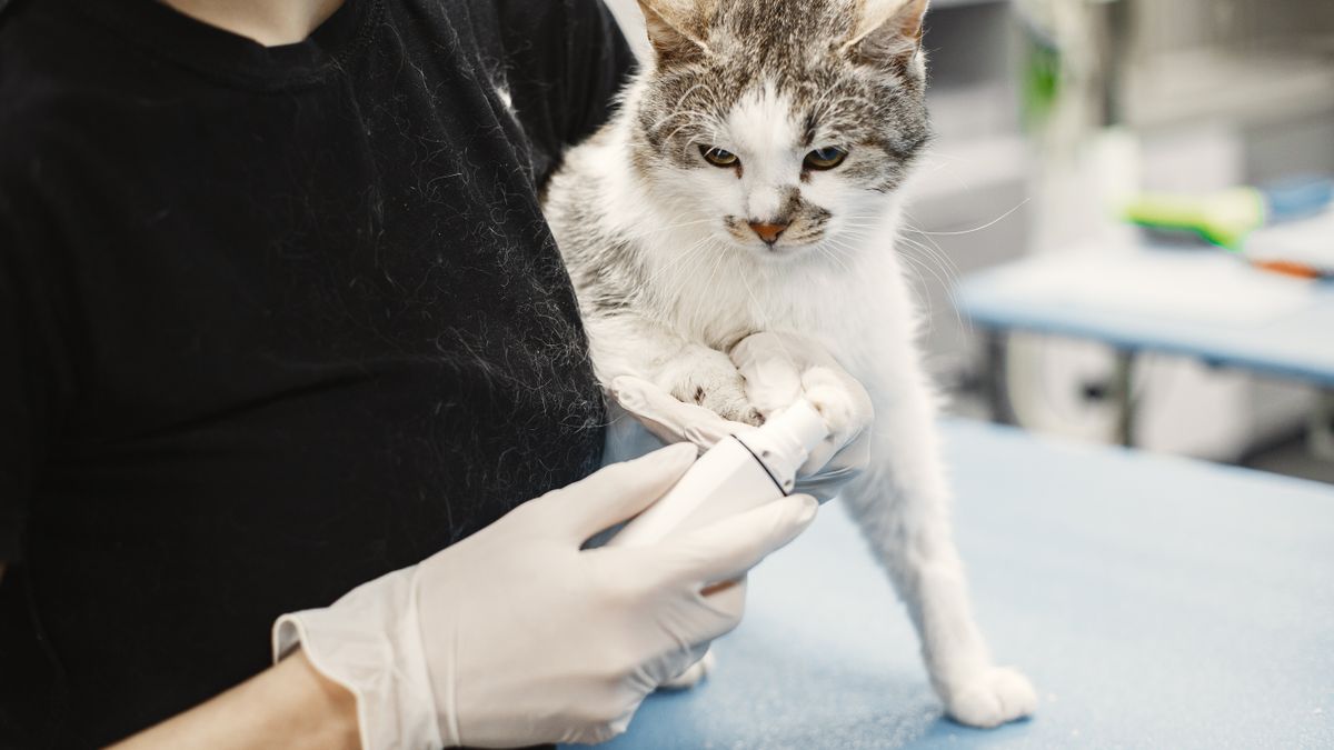 Novel-Protein Cat Food: Choosing a Truly New Protein