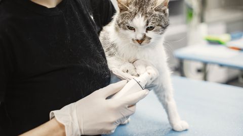 Novel-Protein Cat Food: Choosing a Truly New Protein