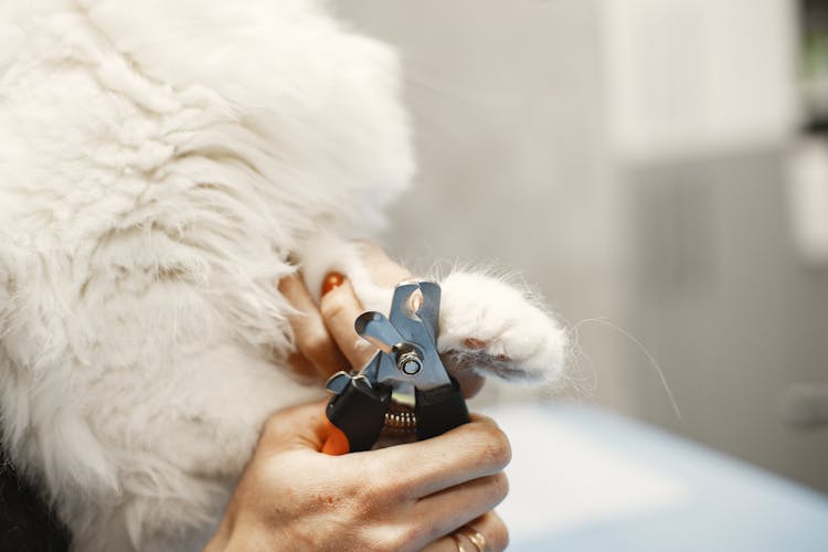 White Cat Getting Nails Cut By A Vet