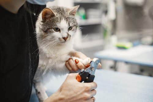 A Person Clipping Cat's Nail