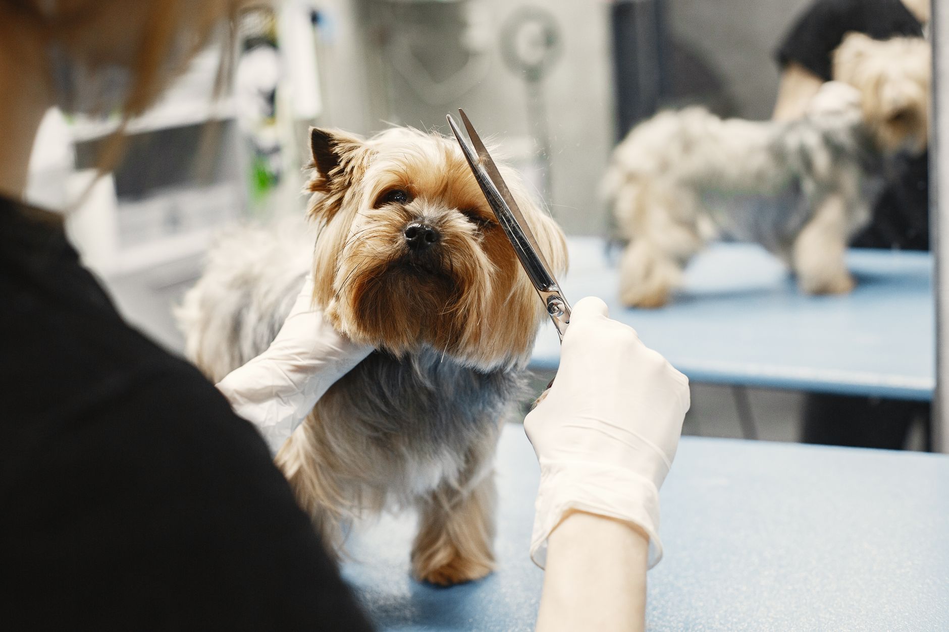 A pet undergoing diagnostic blood testing at a veterinary clinic