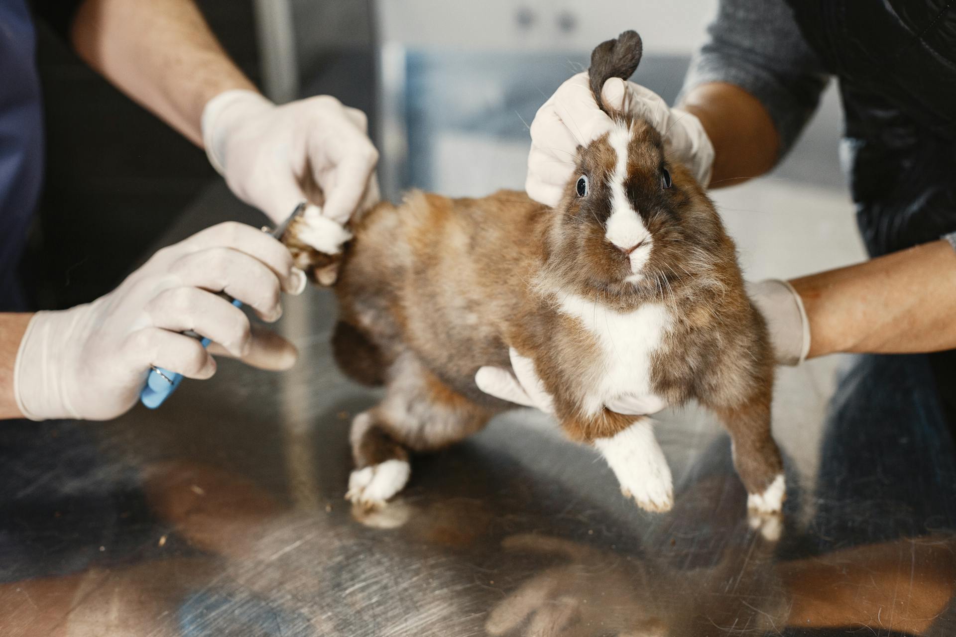 Rabbit at the Veterinarian