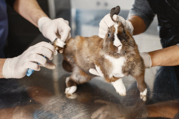 Rabbit At The Veterinarian