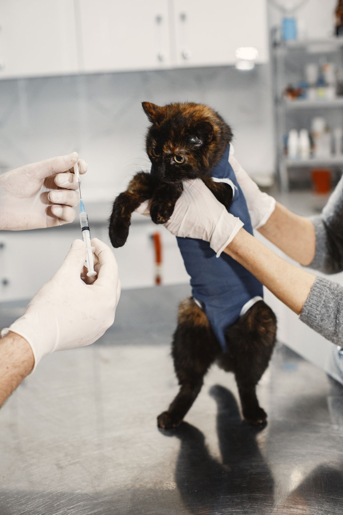Kedi Aşı Takvimi: Yavru, Yetişkin ve Risk Grubuna Göre Aşılar