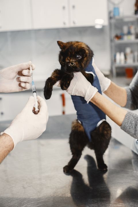 Kedi Aşı Takvimi: Yavru, Yetişkin ve Risk Grubuna Göre Aşılar
