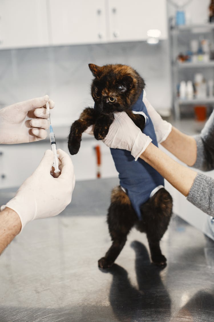 Little Cat Getting A Vaccine 