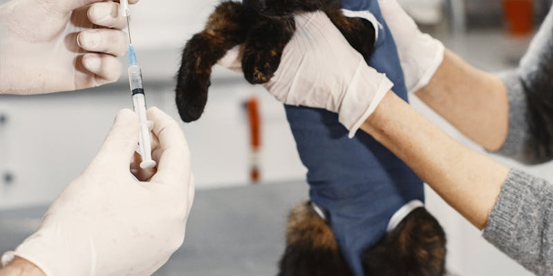 Understanding Tartar Buildup in Pets