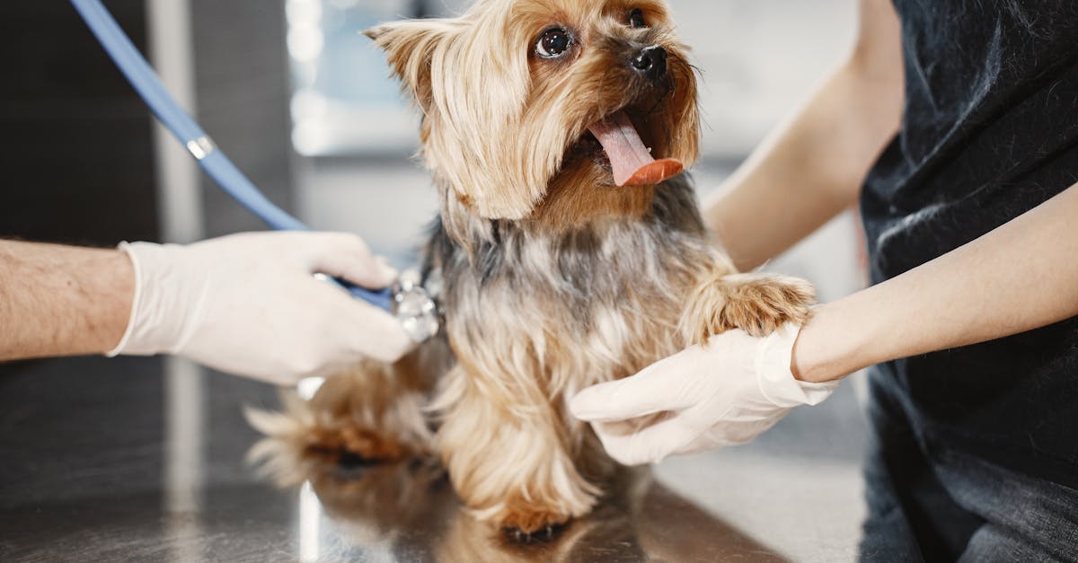A Dog Having a Medical Check Up