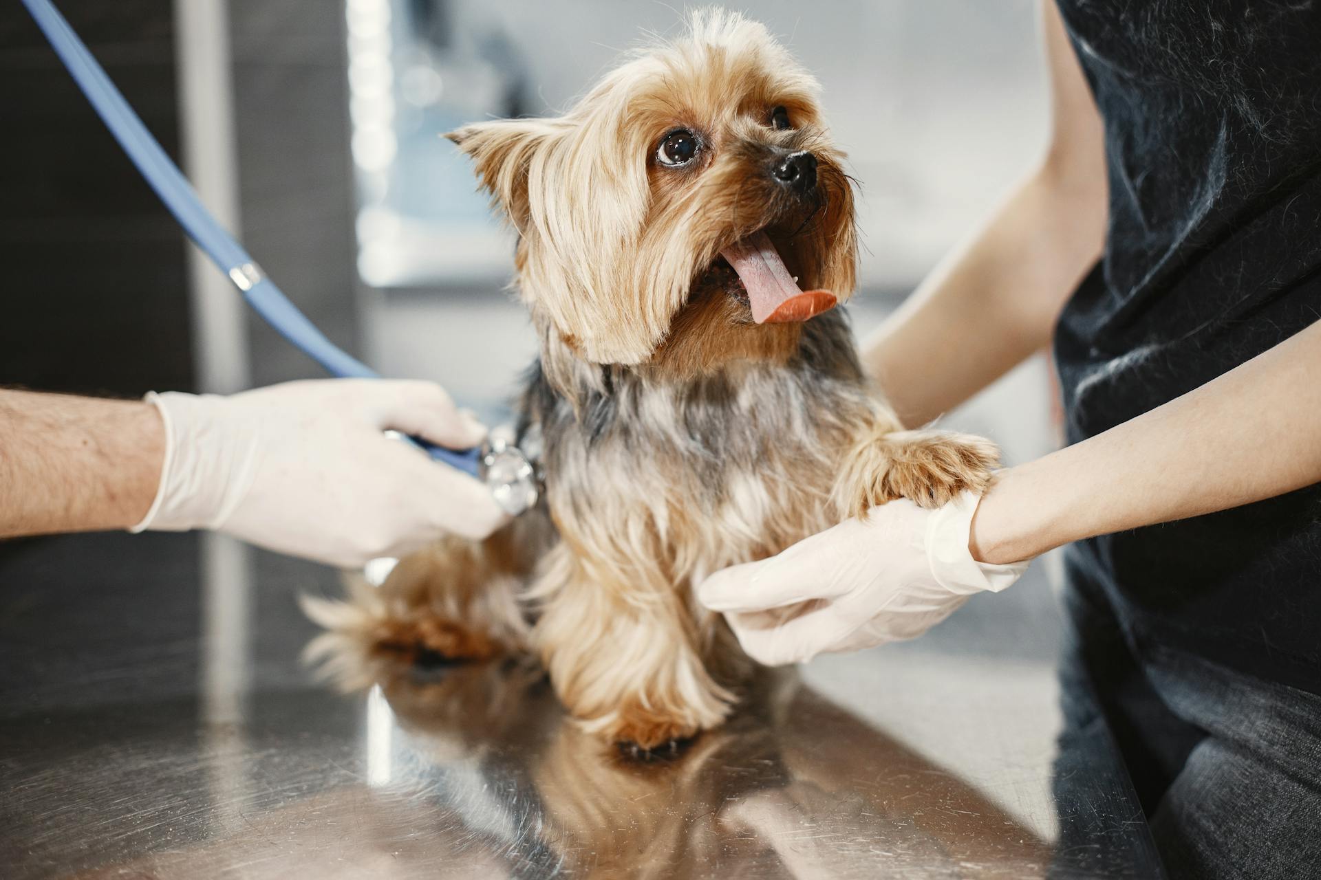 Un chien fait un examen médical